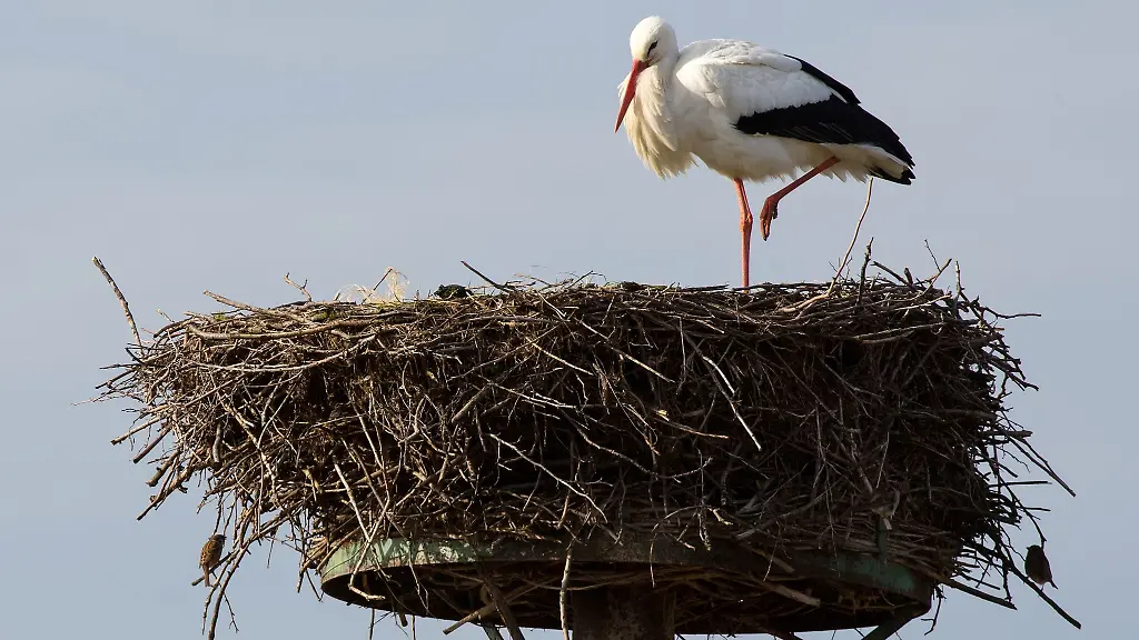 Ein-Hamburger-Weissstorch-sitzt-in-einem-Nest