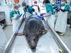 Dutzende Tiere ertrunken: Fischer müssen nach Robbensterben vor Rügen zahlen