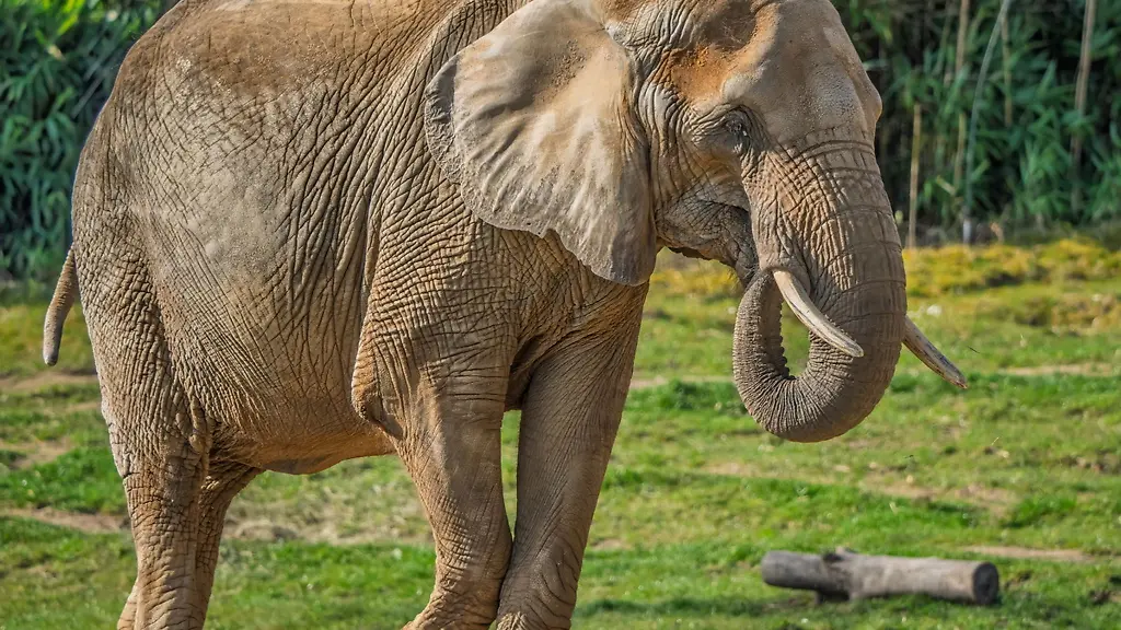 Nachdem-die-Elefantenkuh-Lilak-im-Kronberger-Opel-Zoo-auf-die-Seite-gefallen-ist-musste-die-Feuerwehr-anruecken-und-dem-Tier-wieder-auf-die-Beine-helfen