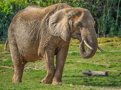 Hessen: Feuerwehr muss Elefantenkuh im Opel-Zoo auf die Beine helfen