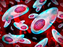 Immunzellen opfern sich: Wie ein Parasit im Gehirn erfolgreich bekämpft wird