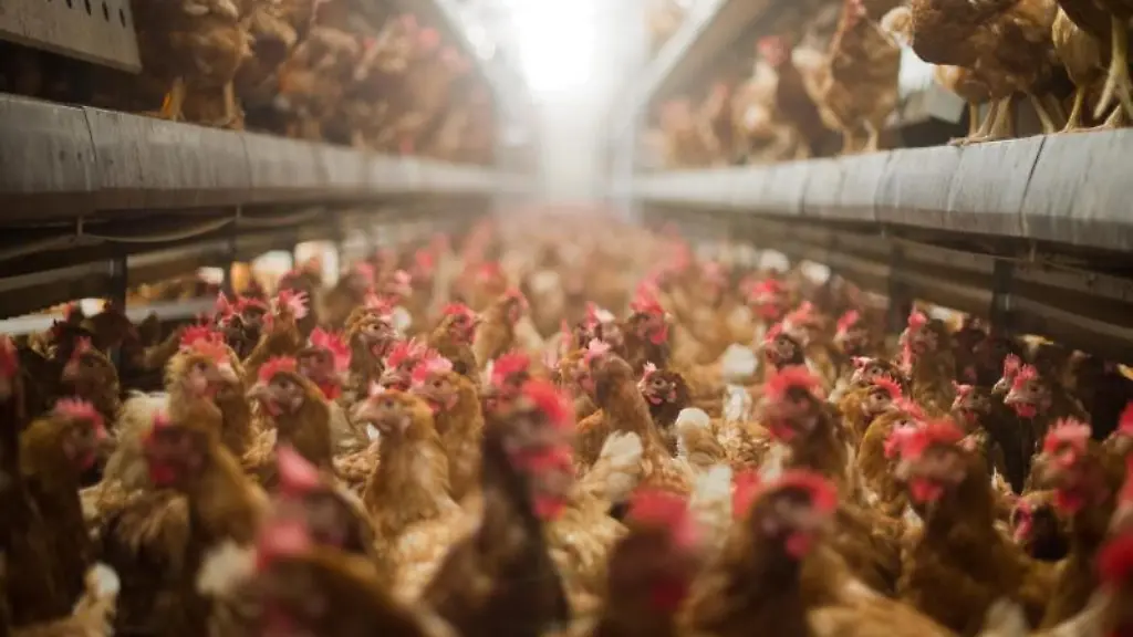 Legehennen-stehen-im-Stall-eines-Betriebes-fuer-die-Produktion-von-Eiern-aus-Freilandhaltung