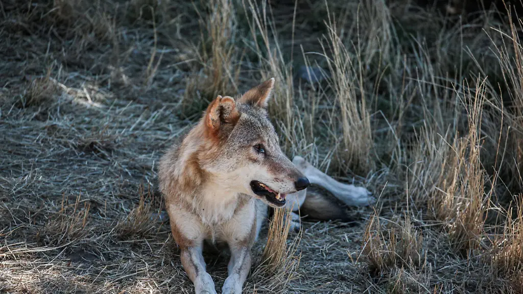Light-colored-Mongolian-wolf-lying-on-dry-grass-in-a-shaded-area-at-the-Gevaudan-Wolf-Park-in-Saint-Leger-de-Peyre-France-on-August-23-2025-The-return-of-the-wolf-to-France-since-the-1990s-has-increased-pressure-on-livestock-farmers-and-on-June-5-the-European-Union-officially-approved-its-downgrading-in-the-Habitats-Directive-Loup-de-Mongolie-clair-allonge-sur-de-lherbe-seche-dans-un-coin-ombrage-au-parc-des-loups-du-Gevaudan-a-Saint-Leger-de-Peyre-en-France-le-23-aout-2025-Le-retour-du-loup-en-France-depuis-les-annees-1990-accentue-la-pression-sur-les-eleveurs-et-le-5-juin-lUnion-europeenne-a-enterine-son-declassement-dans-la-directive-Habitats