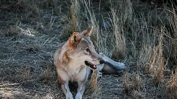 543154862