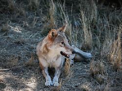 "Angesichts so vieler Angriffe": Frankreich will neue Regeln beim Abschuss von Wölfen