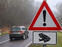 Rheinland-Pfalz & Saarland: Krötenwanderung beginnt – worauf Autofahrer achten sollten