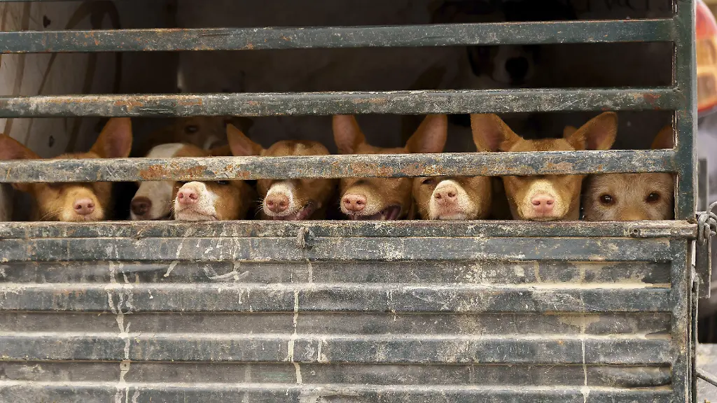 Rehala-Podenco-Hunde-stehen-im-Kaefig-in-einem-Transportwagen-und-bewegen-sich-zum-Jagdtag-in-Ronda-Malaga-Spanien