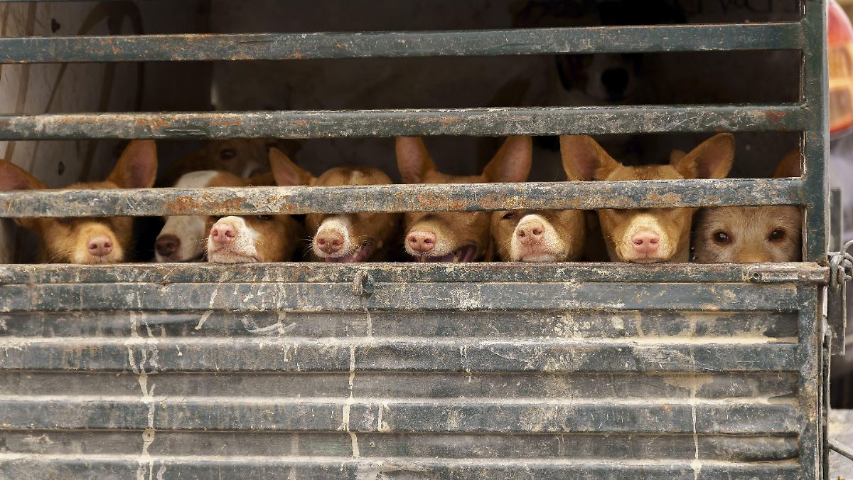 Tollwut-Virus bei totem Hund in Rheinland-Pfalz entdeckt