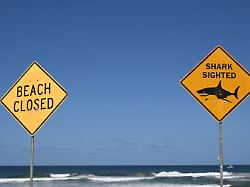 Unprovozierte Attacken: Haie griffen vergangenes Jahr 65 Menschen an