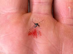 Chikungunya breitet sich aus: Tropen-Virus bedroht Europa stärker als gedacht