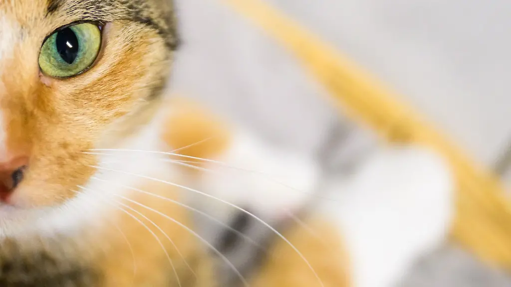 Die-Gesundheit-der-Katzen-verbesserte-sich-nach-der-Behandlung-nicht