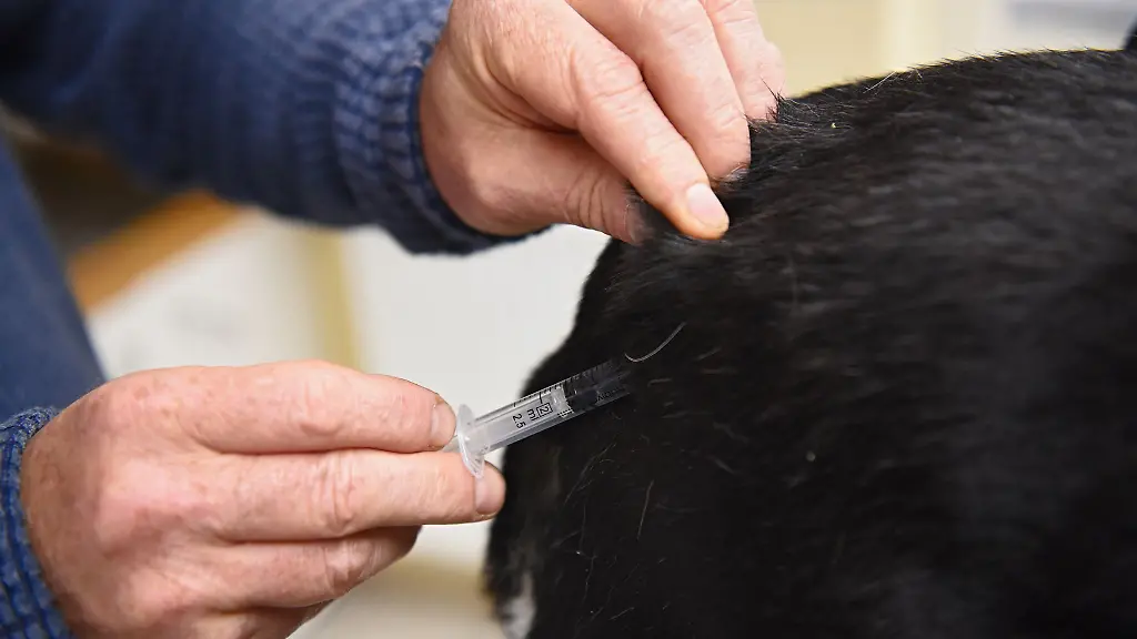 Die-Bundestieraerztekammer-warnt-vor-den-Risiken-unzureichend-gepruefter-Gesundheitsnachweise-bei-Hunden-aus-dem-Ausland