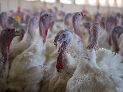 Thüringen: Geflügelpest in Putenbestand im Kyffhäuserkreis festgestellt