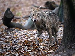 Niedersachsen & Bremen: Wölfe jagen Schafe kilometerweit – Tote und verletzte Tiere