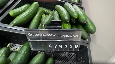 Russland-Gurken