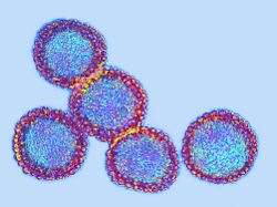 Infektionswelle in Deutschland: Influenza führt, RSV holt auf - ein Virus ist abgeschlagen