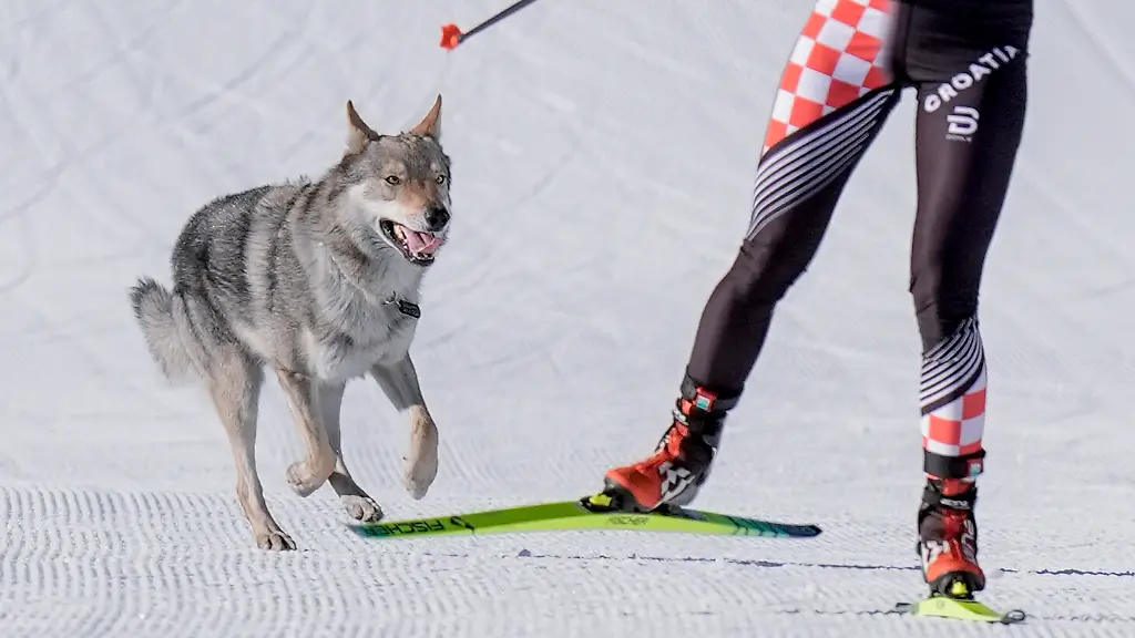 Olympia-Olympische-Winterspiele-Mailand-Cortina-2026-Ski-nordisch-Langlauf-Team-Sprint-Freistil-Frauen-Qualifikation-ein-Hund-laeuft-hinter-Tena-Hadzic-Kroatien-her