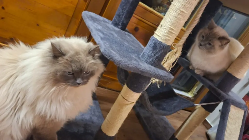 2026-02-19_hubert_staller_katze_füssen