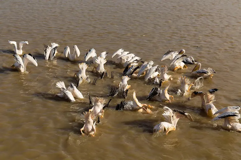 Pelicans-in-Djoudi-national-park-reserve