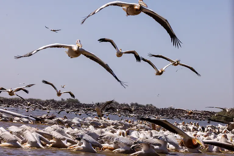Pelicans-fly-over-their-nesting-colony-in-Djoudj-National-Bird-Sanctuary-a-16-000-hectare-UNESCO-World-Heritage-site-in-the-Senegal-River-delta-and-one-of-the-most-important-pelican-habitats-in-West-Africa-on-the-outskirts-of-Saint-Louis-Senegal-February-8-2026