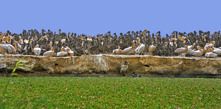 Pelicans-Djoudj-National-Park-Senegal