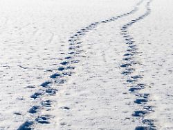 Verfolgsjagd bei Bösinghausen: Spuren im Schnee verraten Einbrecher in Niedersachsen