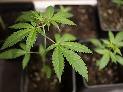 Bayern: Gerlach fordert Rücknahme der Cannabis-Legalisierung