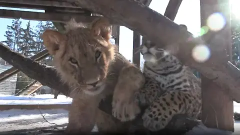 charkiw-zoo
