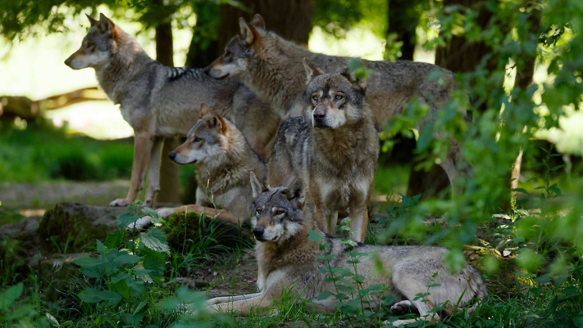 Zwiespältiges Verhältnis : Können sich Wölfe an Menschen gewöhnen?