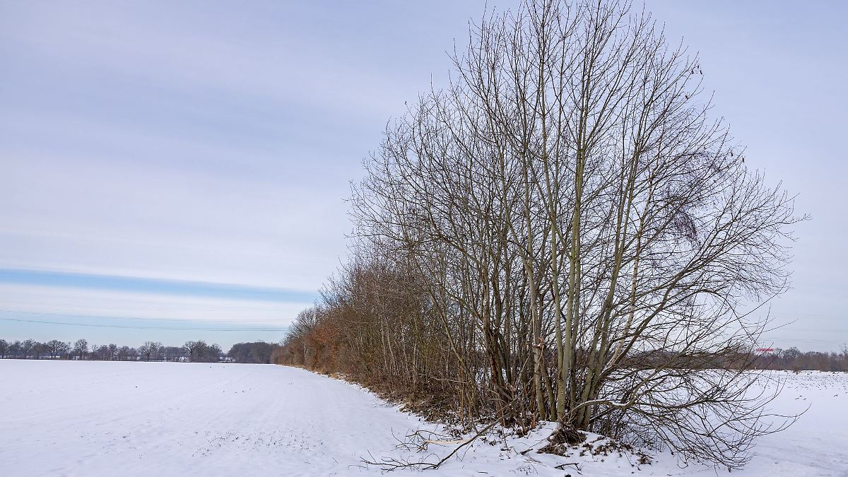 Auf den Stock gesetzt - Knickpflegesaison endet