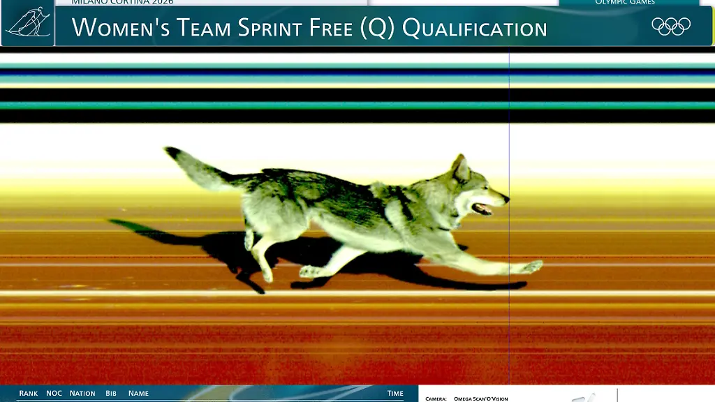 Das-von-OMEGA-zur-Verfuegung-gestellte-Foto-aus-der-Fotofinish-Kamera-im-Zielbereich-zeigt-einen-Hund-der-die-Ziellinie-ueberquert