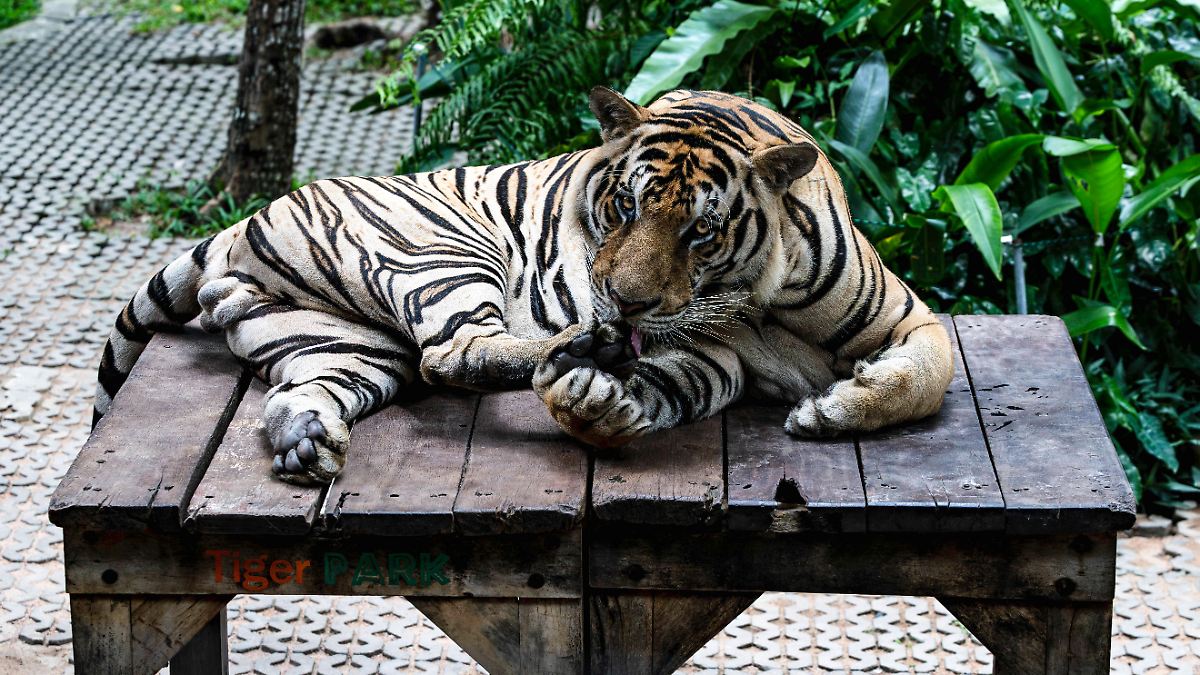 Symptome zu spät erkannt: Mehr als 70 Tiger sterben in Thailand an Virus