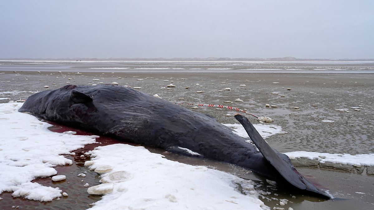 Tote und lebende Tiere: Mehrere Pottwale stranden vor dänischer Insel Fanø