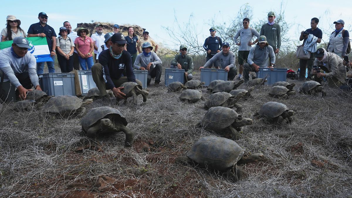 150 Jahre nach Ausrottung: Riesenschildkröten wieder auf Galapagos-Insel Floreana