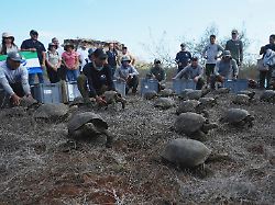 150 Jahre nach Ausrottung: Riesenschildkröten wieder auf Galapagos-Insel Floreana