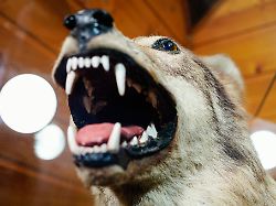 Baden-Württemberg: Was passiert mit dem Wolf nach dem tödlichen Treffer?