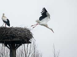 Nordrhein-Westfalen: Angepasster Adebar - Die neue Welt der Störche