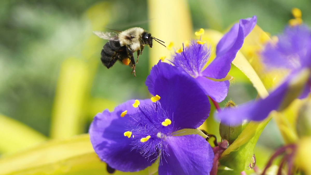 Wie Hummeln beim Fliegen dem Hitzetod entgehen