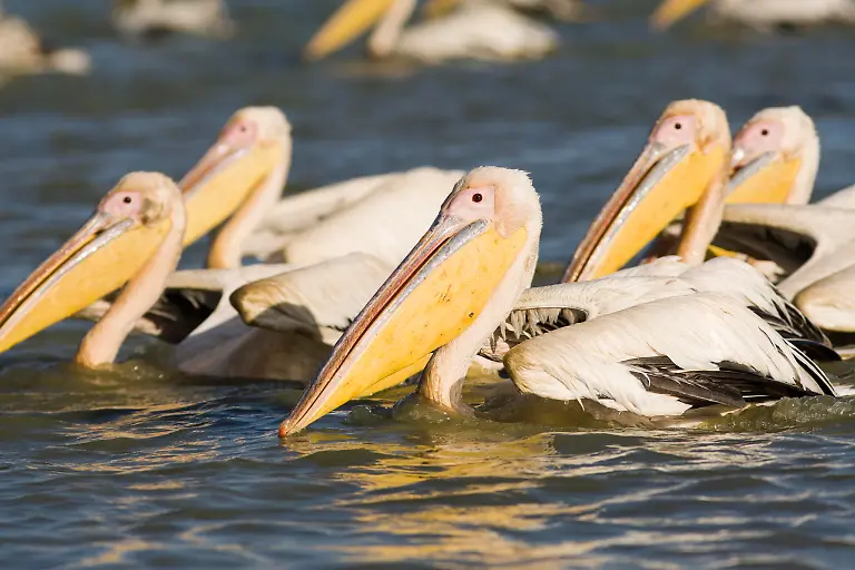 Rosapelikane-Pelecanus-onocrotalus-Gruppe-Nationalpark-Djoudj-Senegal-Afrika