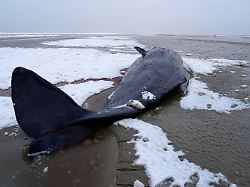 Nicht zu retten: In Dänemark gestrandete Pottwale gestorben