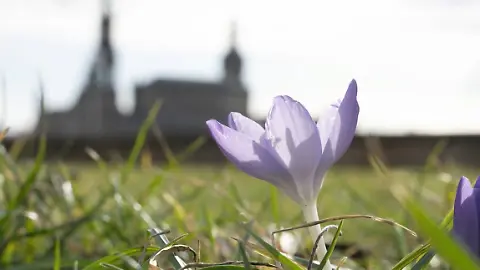 Krokus Frühling