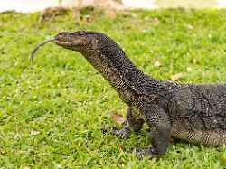 Tausende Urzeitechsen in Bangkok: Bindenwarane erschrecken und faszinieren Touristen