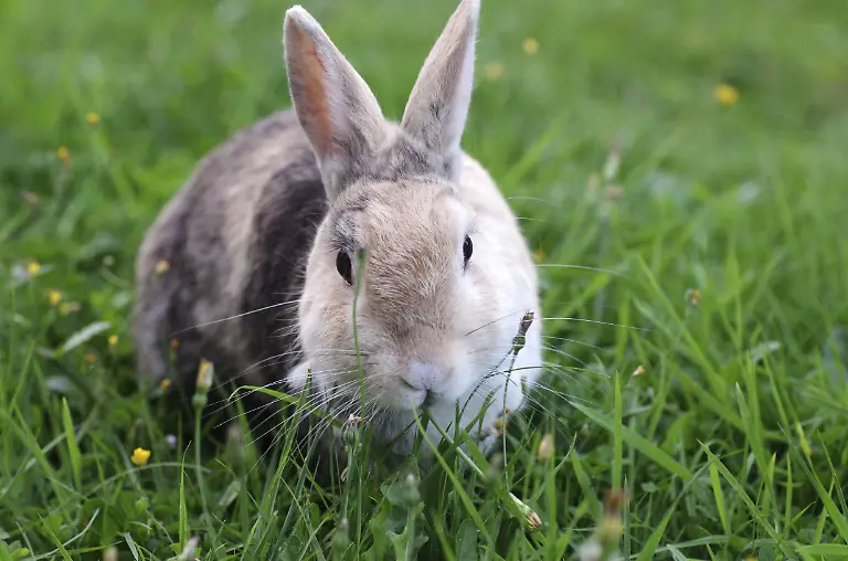 Hauskaninchen-Oryctolagus-cuniculus-domestica-Gras-Garten-Osterhase-Das-Kaninchen-laesst-sich-die-frischen-gruenen-Grashalme-schmecken