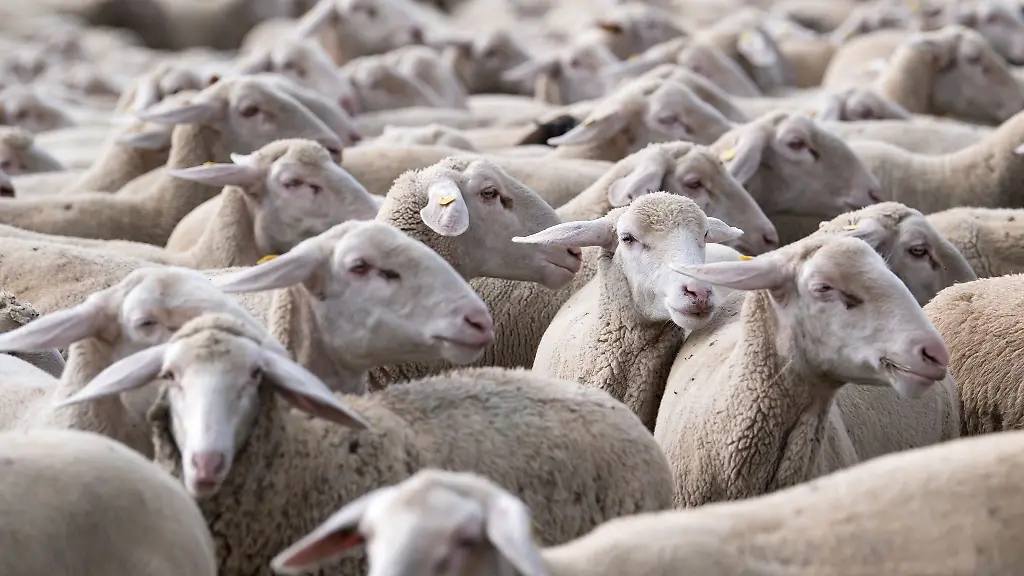 Die-Zahl-der-Schafe-ist-leicht-ruecklaeufig