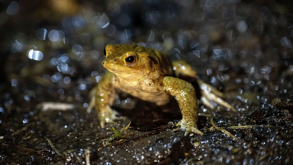 Das-mildere-Wetter-animiert-vielerorts-in-Bayern-Froesche-und-Kroeten-zu-ihren-alljaehrlichen-Wanderungen