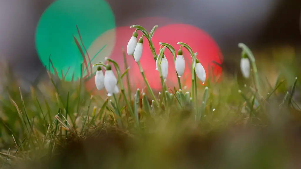 Schneegloeckchen-gelten-als-Symbol-fuer-Fruehlingserwachen