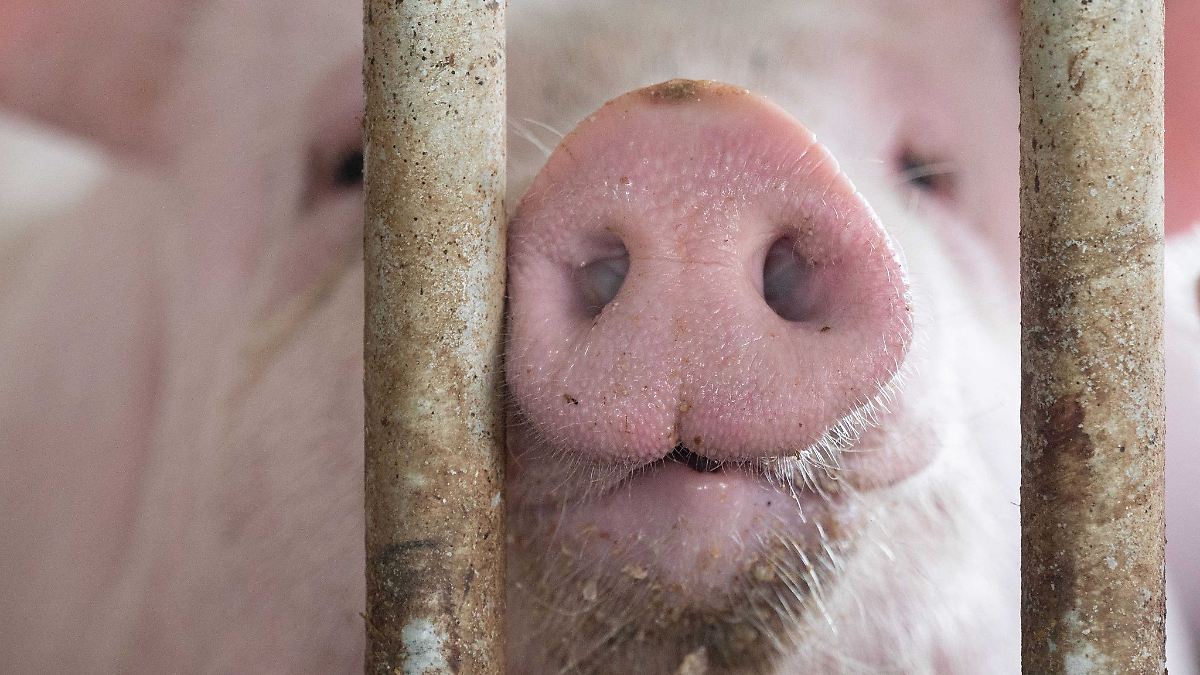 In Bayern gibt es mehr Schweine in immer größeren Betrieben