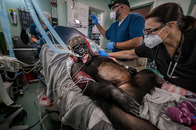 United-States-of-America-Florida-Fort-Pierce-Save-the-Chimps-Kayla-a-37-year-old-61-2-kg-female-in-the-procedure-room-and-her-stomach-shaved-for-an-ultrasound-Socks-have-been-placed-on-his-extremities-and-a-fur-hat-with-flaps-on-his-head-to-avoid-hypothermia