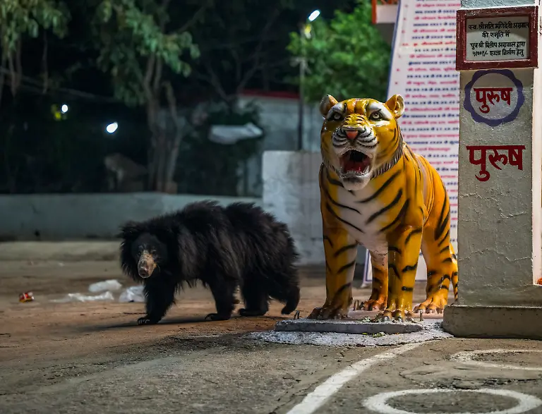 Sloth-Bear-Melursus-ursinus-A-remote-temple-complex-in-India-enshrining-the-Tiger-Goddess-and-visited-by-hundreds-of-devotees-each-day-is-also-visited-regularly-by-wild-sloth-bears-from-the-surrounding-hills-for-scavenging-the-left-overs-by-the-daytime-crowd-I-found-the-bear-passing-by-the-static-statue-of-the-tiger-kind-of-surreal-Children-in-India-are-told-bedtime-stories-of-bears-and-tigers-in-the-forest-I-wanted-to-freeze-a-frame-of-this-wild-bear-passing-the-tiger-statue-which-accompanies-the-Tiger-Goddess-connecting-to-the-bedtime-tales-of-my-childhood-Junwani-Kala-Chattisgarh-India-Nikon-Z6II-Nikon-Z-70-200mm-f-2-8-VR-S-1-200-sec-f2