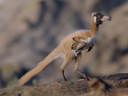 Kaum ein Kilogramm schwer: Mini-"Wuscheldino" in Patagonien entdeckt